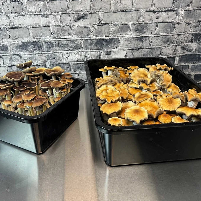 Growers Select 66 Quart Monotubs, Filter Disk, Plugs & Liners (12-Pack)