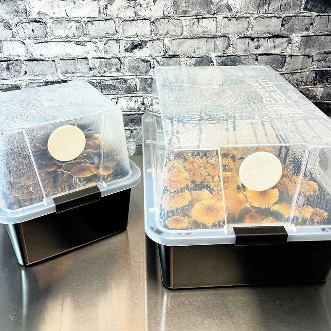 Growers Select 28 Quart Monotubs Filter Disk, Plugs & Liners (12-Pack)