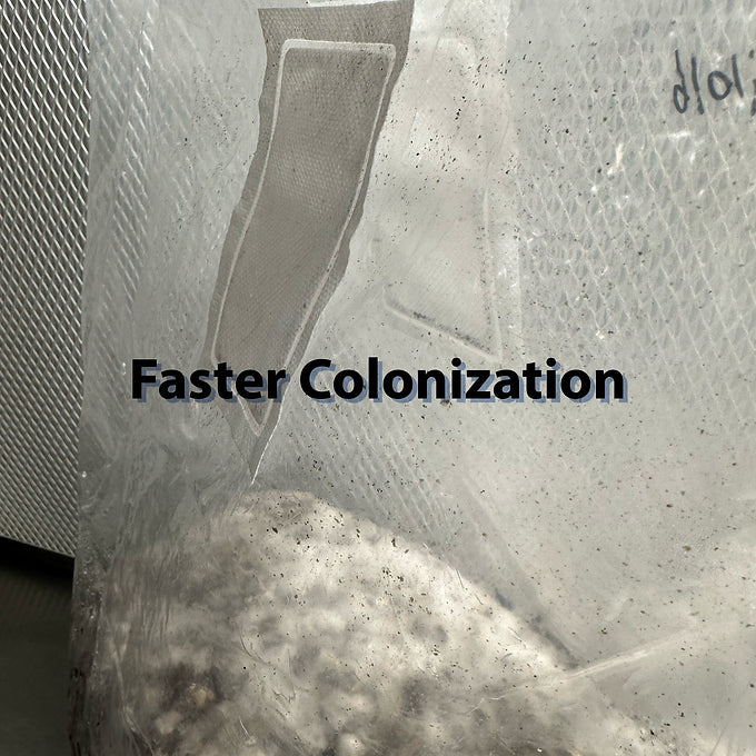 50 Pack of Premium Double Patch Mushroom Fruiting Bag